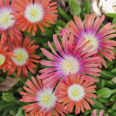 Red Mountain Iceplant